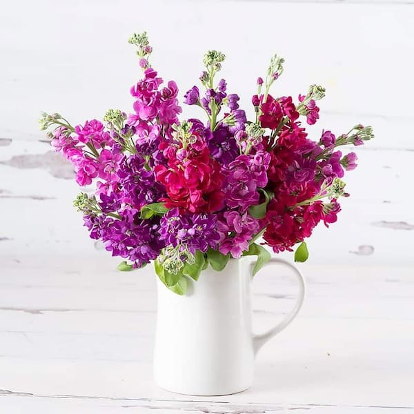 فروش گل شب بو باغچه ای + قیمت خرید به صرفه